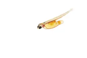 Juvenile fish, larva of Atlantic salmon (Salmo salar) after hatching in water