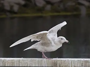 Juvenile Glaucous Gull (Larus hyperboreus)