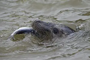 Juvenile (Halichoerus grypus) Grey seal