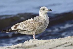 Juvenile herring gull foraging