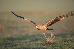 Juvenile Iberian Eagle in flight