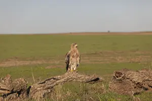 Juvenile Iberian Eagle, Spanish Imperial Eagle (Aquila adalberti)