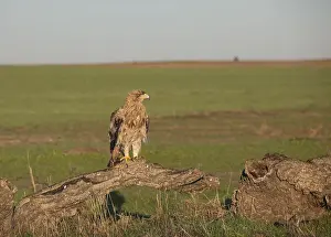 Juvenile Iberian Eagle, Spanish Imperial Eagle (Aquila adalberti)