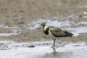 Juvenile Lapwing (Vanellus vanellus)