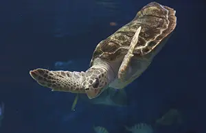 Juvenile loggerhead sea turtle