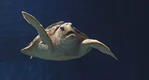 Juvenile loggerhead sea turtle