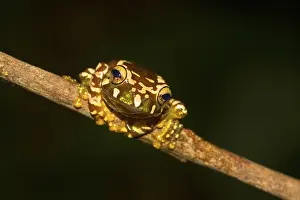 Juvenile Madagascar frog (Boophis roseipalmatus)