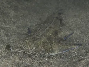 Juvenile monkfish (Squatina squatina) buried in the sand at night