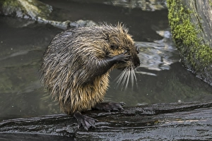 Juvenile nutria (Myocastor coypus)