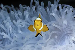Juvenile orange skunk clownfish white anemone