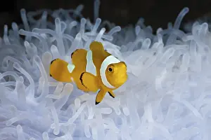 Juvenile orange skunk clownfish white anemone