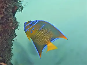 Juvenile queen angelfish (Holacanthus ciliaris)