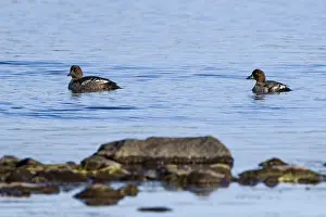 Juvenile Schellenten (Bucephala clangula) im Herbst in Schweden