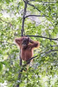 Juvenile Sumatran orangutan (Pongo abelii) in rainforest