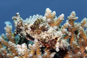 Juvenile Tassled Scorpionfish, (Scorpaenopsis barbata)