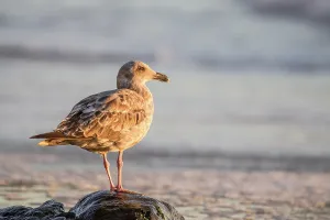 Juvenile Western Gull (Larus occidentalis) in evening light on Marshalls Beach in San Francisco