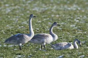 Juvenile Whooper Swans (Cygnus cygnus) in meadow with hoarfrost