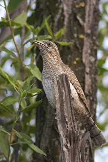 Jynx Torquilla, Wryneck, Birds