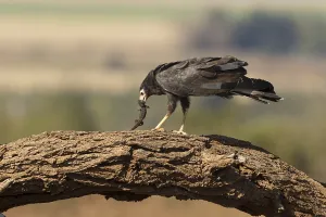Kaalkopkiekendief met prooi, african harrier hawk with prey