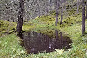 Kachlmoor, marsh area with a small pond