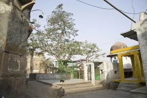 Kadamba tree, vrindavan uttar pradesh, india, asia