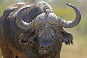 Kaffern buffalo with oxpecker, Krueger national park
