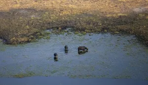 Kaffir buffalo (Syncerus caffer caffer)