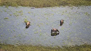 Kaffir buffalo (Syncerus caffer caffer)