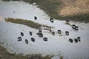 Kaffir buffalo (Syncerus caffer caffer)