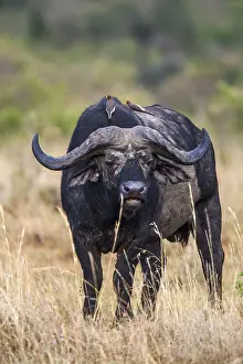 Kaffir buffalo (Syncerus caffer) with red-billed maggot chopper