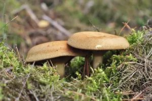 Kahler Krempling, Paxillus involutus (Paxillaceae)