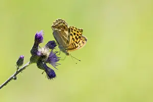 Kaisermantel (Argynnis paphia)
