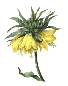 Kaiser's crown (Fritillaria imperialis)