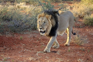 Kalahari lion (Panthera leo vernayi)
