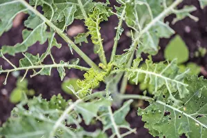 Kale leaves eaten away by caterpillars outdoors in the vegetable garden