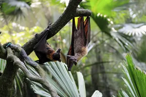 Kalong flying fox (Pteropus vampyrus)