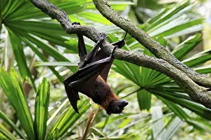 Kalong flying fox (Pteropus vampyrus)