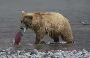 Kamchatka brown bear (Ursus arctos beringianus) with caught red salmon (Oncorhynchus nerka)