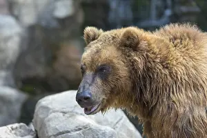One Kamchatka brown bear (Ursus arctos piscator)