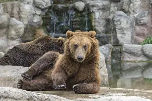 Two Kamchatka brown bear (Ursus arctos piscator)