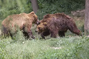Two Kamchatka brown bear (Ursus arctos piscator)