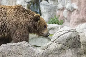 One Kamchatka brown bear (Ursus arctos piscator)