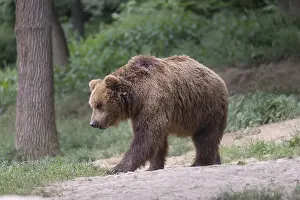 One Kamchatka brown bear (Ursus arctos piscator)