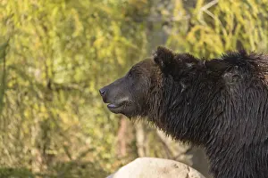 One Kamchatka brown bear (Ursus arctos piscator)