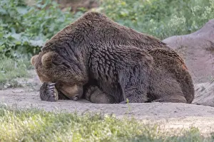One Kamchatka brown bear (Ursus arctos piscator)