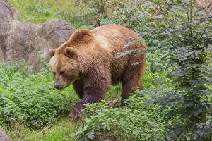 A Kamchatka brown bear (Ursus arctos piscator) runs across dense vegetation between rocks
