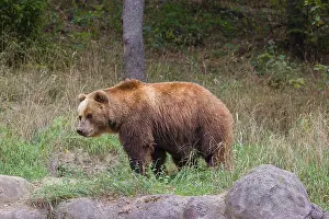 A Kamchatka brown bear (Ursus arctos piscator) runs across a meadow with tall grass between rocks and a forest