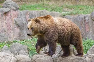 A Kamchatka brown bear (Ursus arctos piscator) runs across rocky terrain