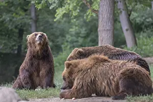 Three Kamchatka brown bears (Ursus arctos piscator)