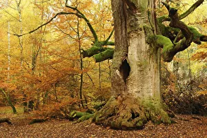 Kamineiche in autumn, hollow Oak (Quercus) covered with moss